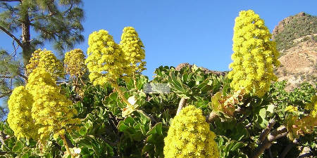 Flora de Gran Canaria