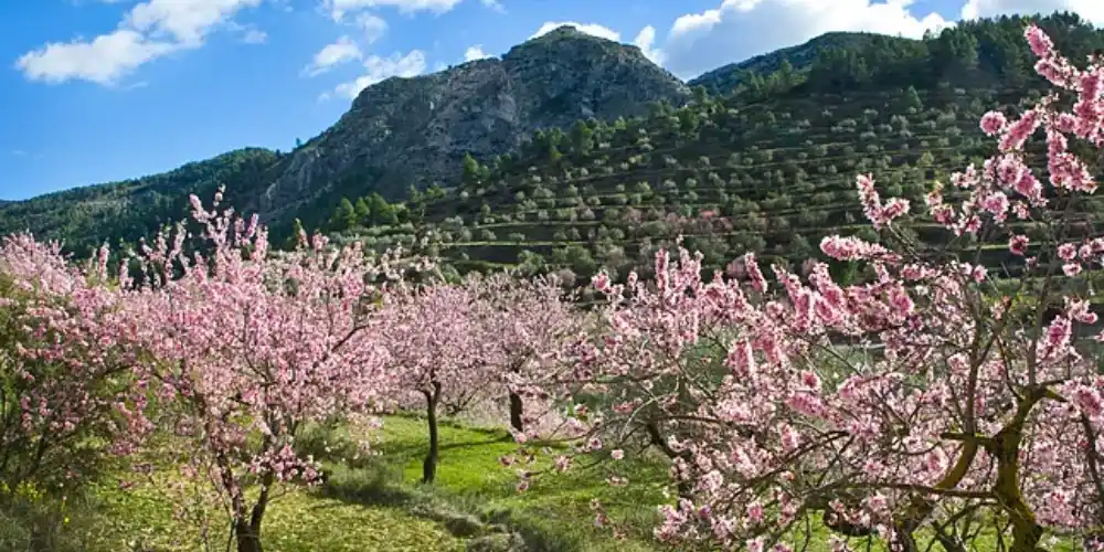 Temporada de Almendros en Flor en Gran Canaria: Cuándo y Dónde Disfrutarla